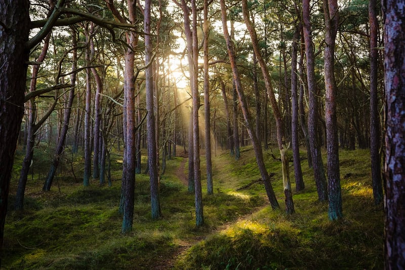 Forest Image