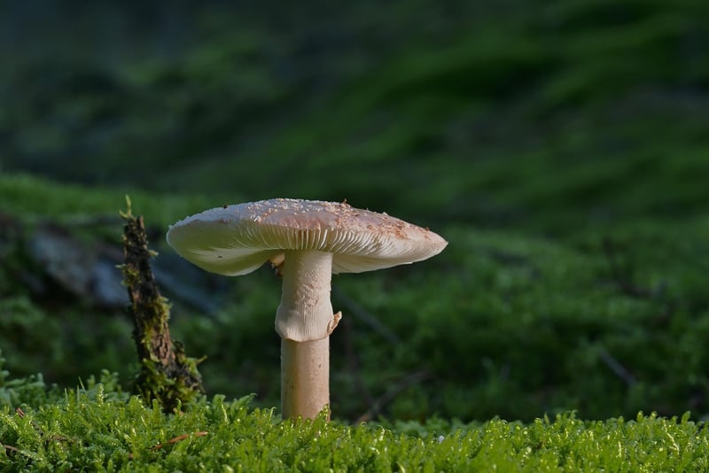 Forest Image