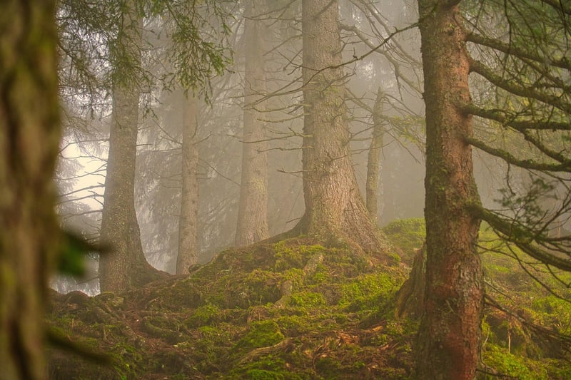 Secrets in the Forest