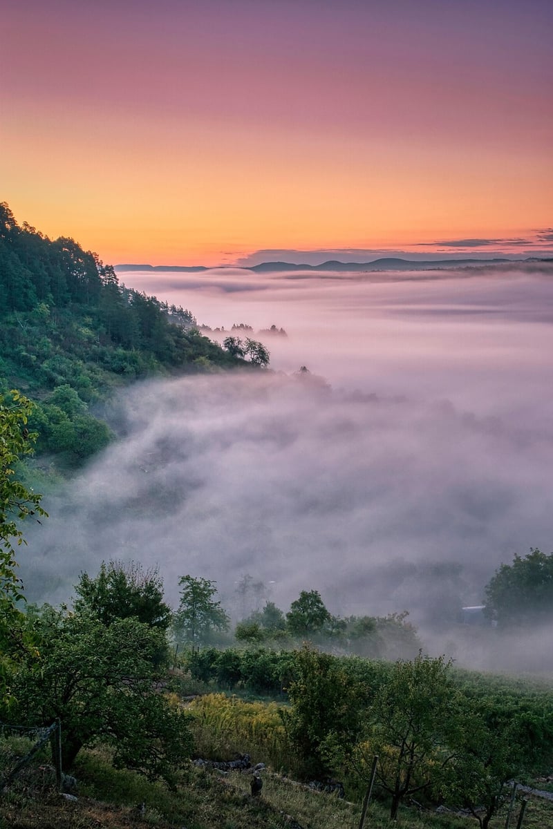 Mystical Forest